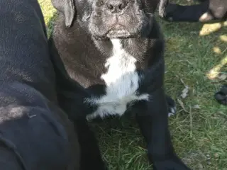 Cane Corso KLAR TIL KÆRLIGE HJEMMER!