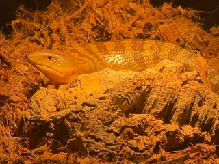Blåtunget skink unge