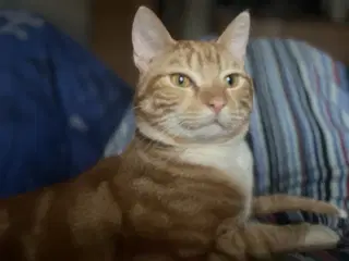 Dejlige indendørskillinger -Afdrag muligt 