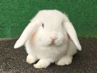 Minilop