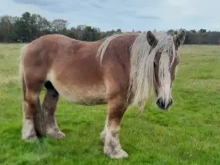 3 års jyde hingst, ca. 155 cm i stang