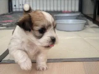 Lhasa apso - Carla