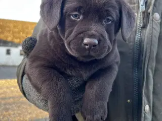 Flotte labrador hvalpe 
