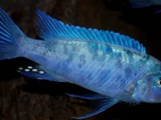 Metriaclima Callainos fra Nkhata Bay F2