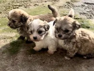 Små allergivenlige og ikke fældende hundehvalpe