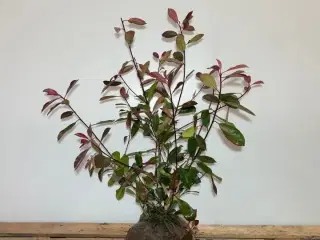 80 stk. Photinia 80-100 cm.