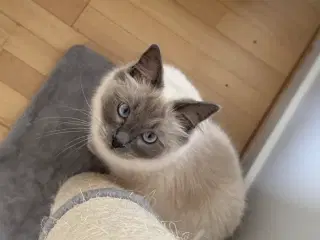 Den sødeste Ragdoll