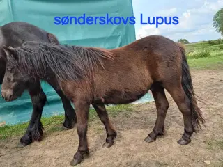 Søndeskovs Lupus 