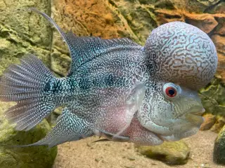 Flowerhorn 