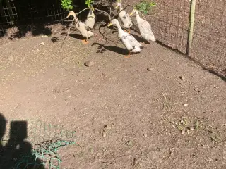 Familie af løbeænder 