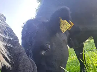 Dexter kvie polled