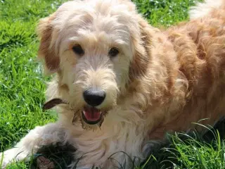 Golden doodle