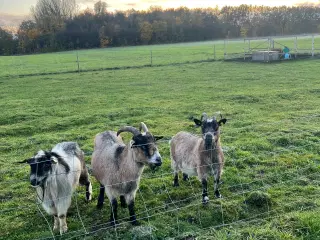 To dværggeder Mette og Herman