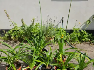 Agapanthus /Skærmliljer 