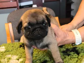 Mops