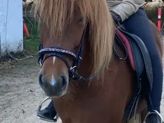 Super dejlig islænder hoppe 