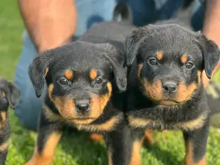Rottweiler hvalpe 
