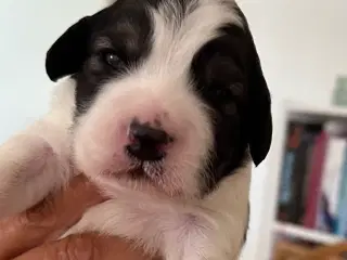 Hundehvalpe  Cocker spaniel/ japansk spids