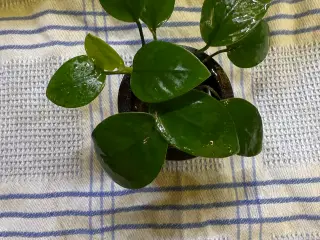Anubias – flotte og sunde akvarieplanter! Kun 25 k