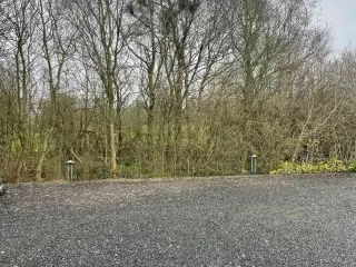 Træfældning