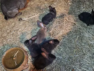 Unger og voksen hun sælges