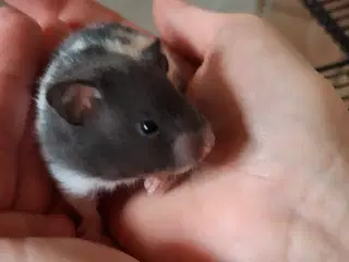 Guldhamster unger
