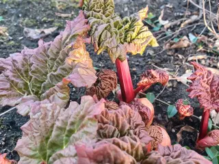 Rabarberplanter 