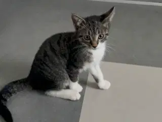 Kattekilling 