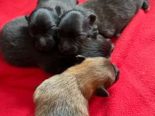 Pomeranian han hvalpe