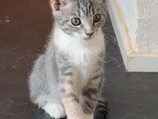 Søde kattekillinger sælges♥️