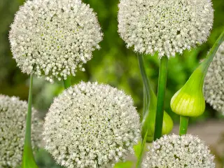 Allium Hvid “Ping Pong” - Smukke runde blomster