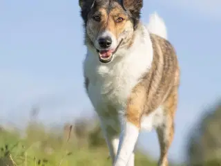 Blandingshund på 4 år søger nyt hjem. 