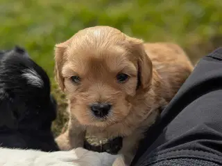 Lækre Malshipoo blandingshvalpe