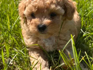 Skønne Maltipoo - rejseklar uge 30