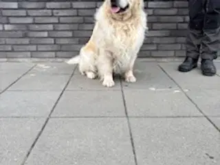 Golden Retriever - Avlstjeneste