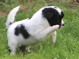 Cavalier/Phalene