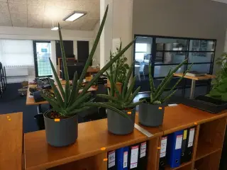 3 stk. planter
