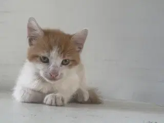 Garfield killing - klar 01.09