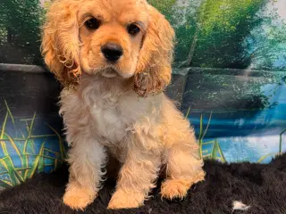 Rejseklar 🧳 Skønne Amerikanske Cockerspaniel 
