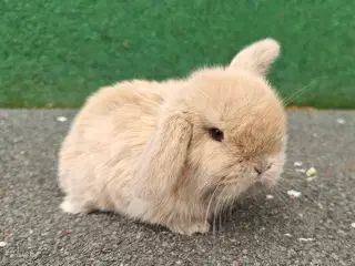 Minilop