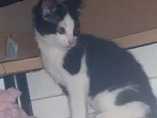 Killing søger nyt hjem