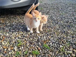 Søde røde killinger 