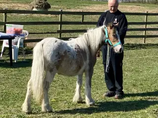 Mini Irish cob hingsteføl 