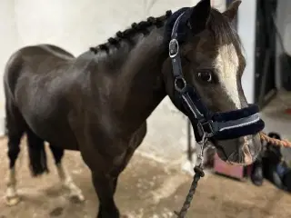 Skøn pony!