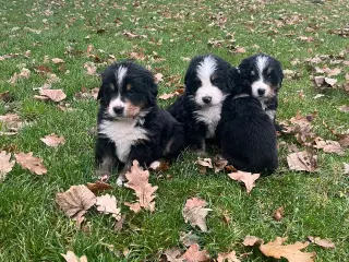 Berner sennen hvalpe