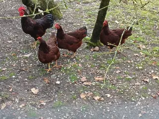 RIR dværge (Rhode Island Red)