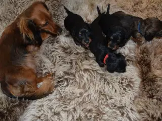 Langhåret miniature gravhunde