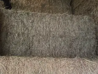Førsteklasses hø til heste 