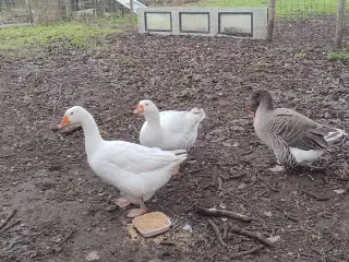 2 gæs og 1 gase, samlet pris 500,-