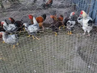 Wyandotter 